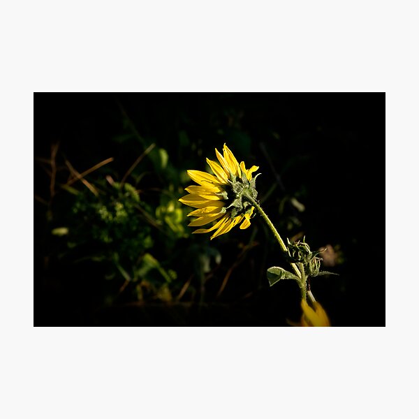 Item preview, Single Sunflower designed and sold by GesturesPhoto.
