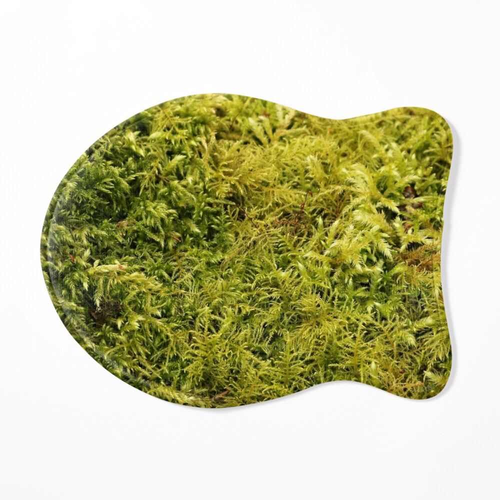 Lush, vibrant moss blanket covering the ground. Stock Photo by