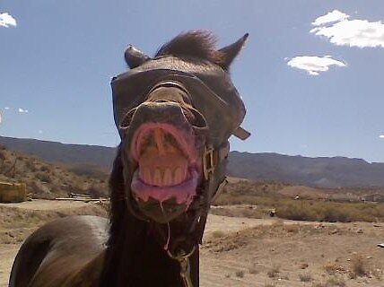 “Horse with lipstick” by floeter1 | Redbubble