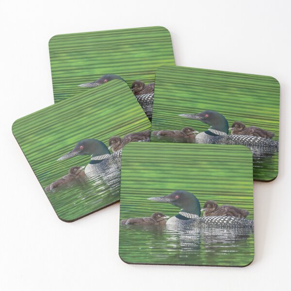Item preview, Common Loon Family with one Baby Riding on Mom's Back and the other Snuggling designed and sold by LindaCPhoto.
