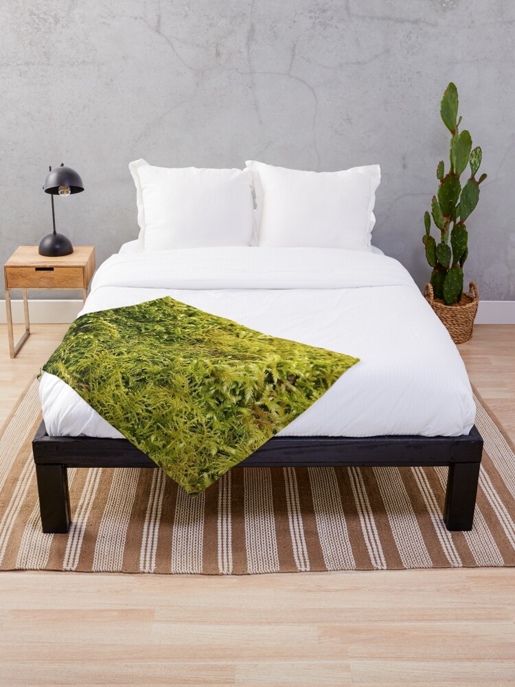 Lush, vibrant moss blanket covering the ground. Stock Photo by