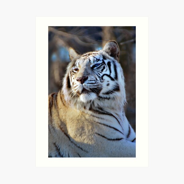White Tiger Art Print