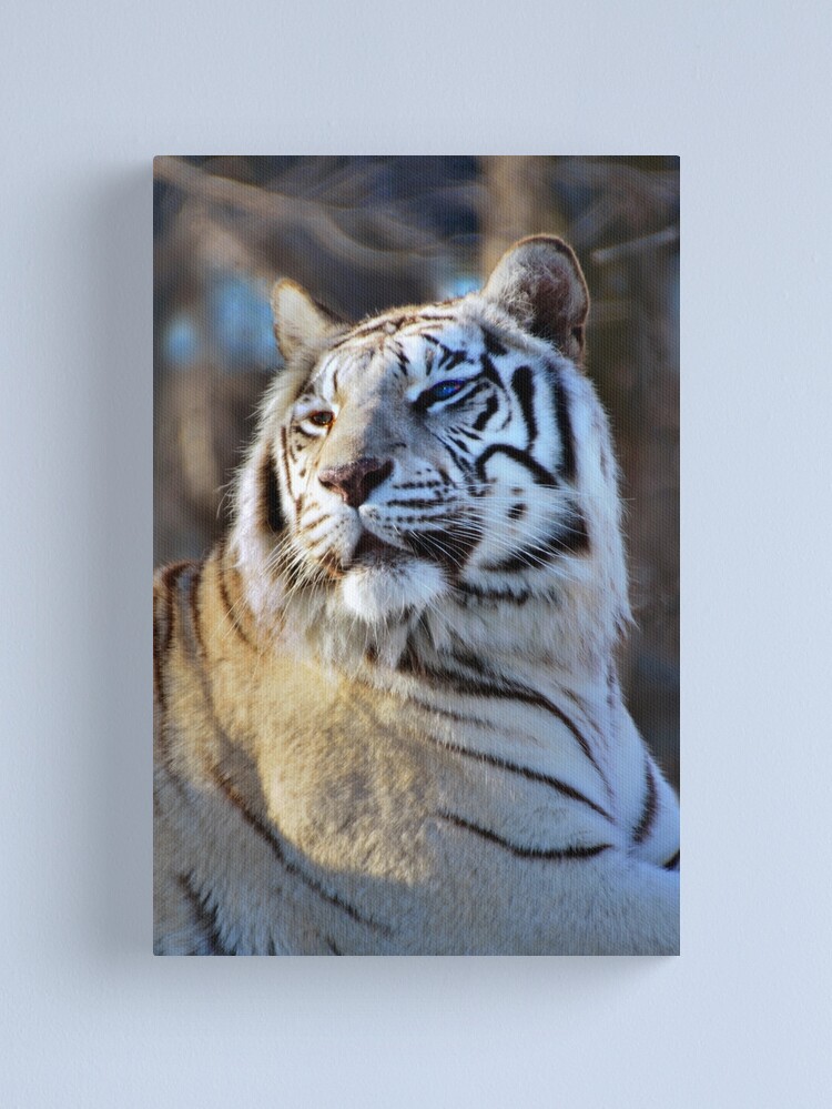 Thumbnail 2 of 3, Canvas Print, White Tiger designed and sold by Jerry Walter.