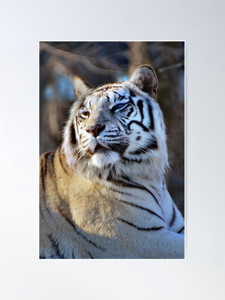 Poster, White Tiger designed and sold by Jerry Walter