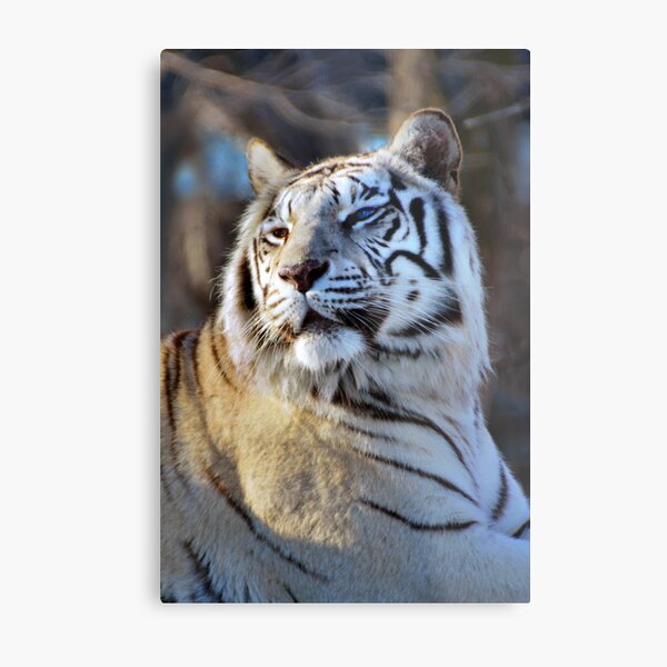 White Tiger Metal Print