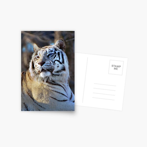 White Tiger Postcard