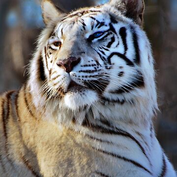 Artwork thumbnail, White Tiger by jwwalter