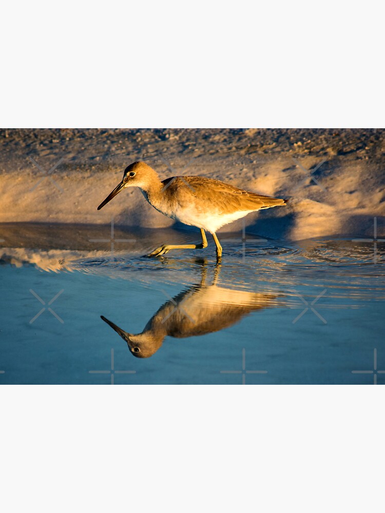Bird Reflection on the Beach by BeachtownViews