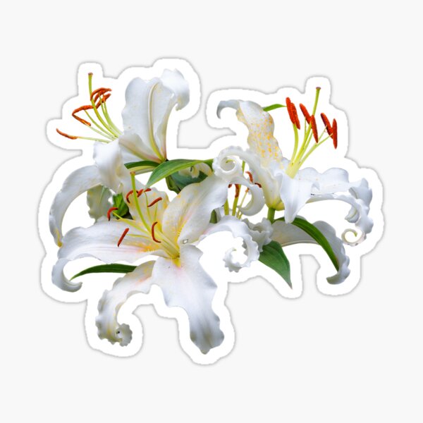 Elegant Casablanca White Oriental Lilies Sticker