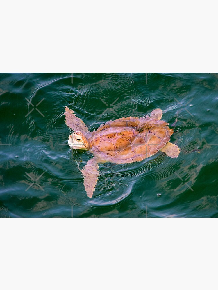 Sea Turtle in the Water by BeachtownViews