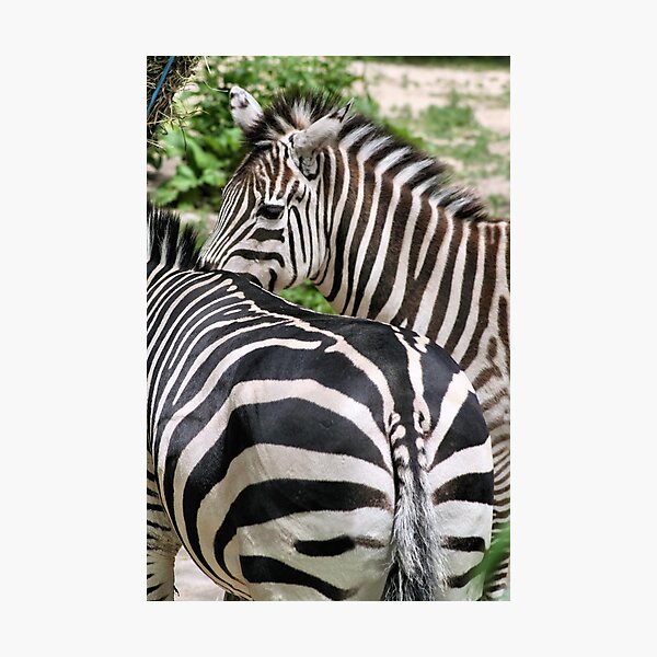 ZEBRA STRIPES Photographic Print