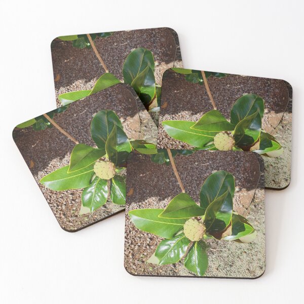 Item preview, Interesting mediterranean plant designed and sold by Tervezek.