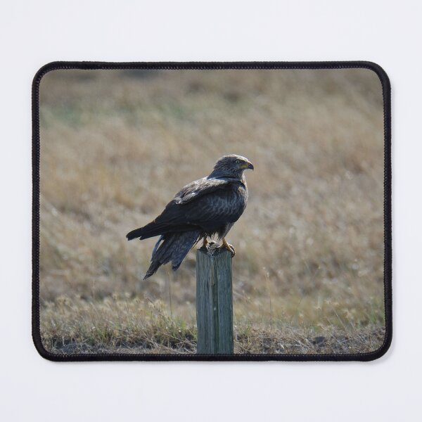 Item preview, marsh harriers designed and sold by fabienholert.