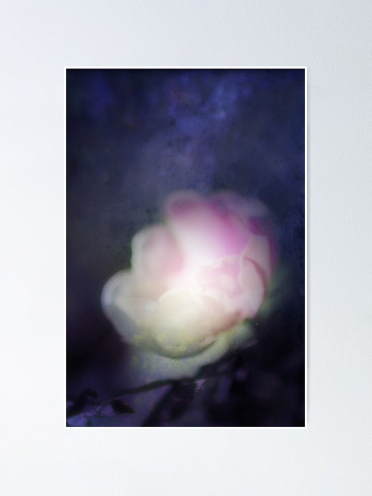 Alternate view of delicate pink old fashioned rose pattern 2 Poster