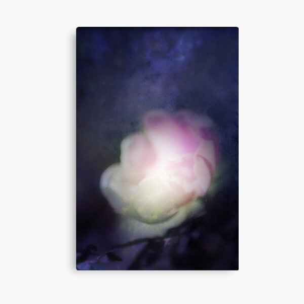 delicate pink old fashioned rose pattern 2 Canvas Print