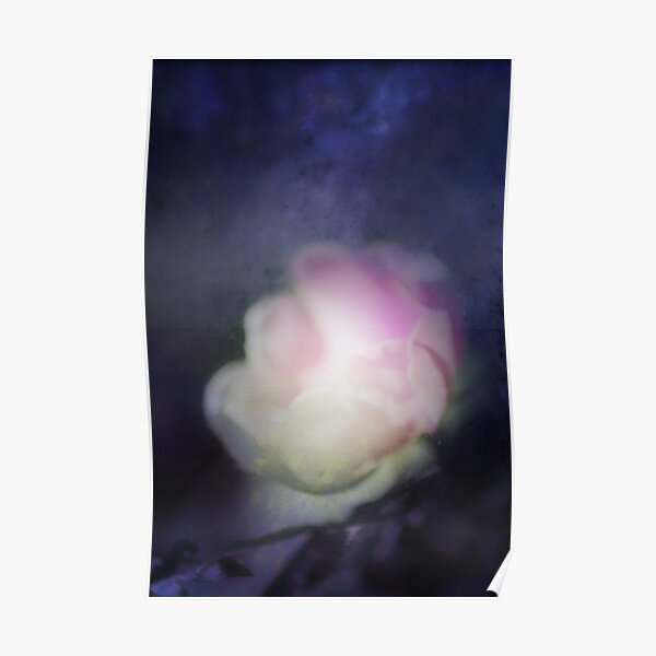 delicate pink old fashioned rose pattern 2 Poster