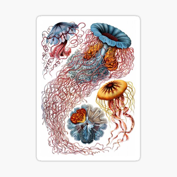 Item preview, Jellyfish Jubilee - Art Forms of Nature designed and sold by BeautflBiology.