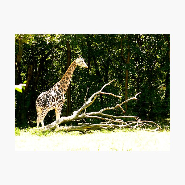 Item preview, giraffe with branches designed and sold by Jamie Tucker.