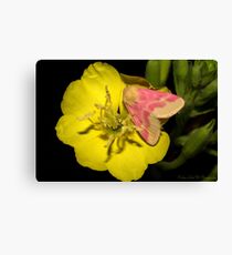 Pink on Yellow night time. Canvas Print