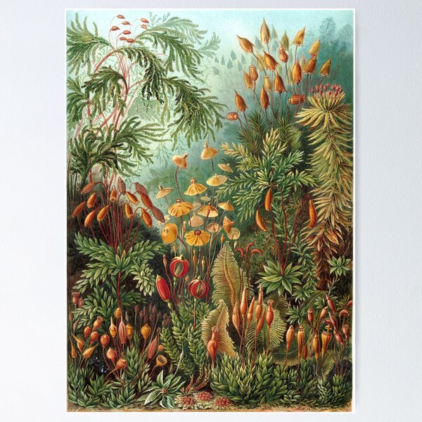 Item preview, Muscinae - Art Forms of Nature designed and sold by BeautflBiology.
