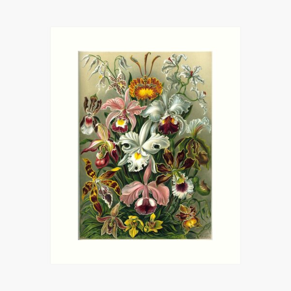 Item preview, Orchidae - Art Forms of Nature designed and sold by BeautflBiology.