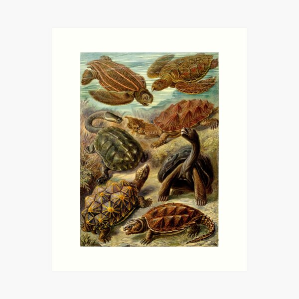Item preview, Chelonia - Art Forms of Nature designed and sold by BeautflBiology.