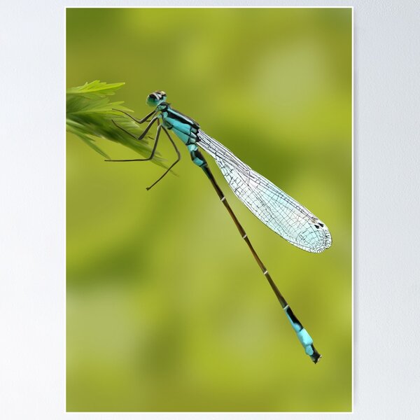 Item preview, Dragonfly designed and sold by Shimmersnap.