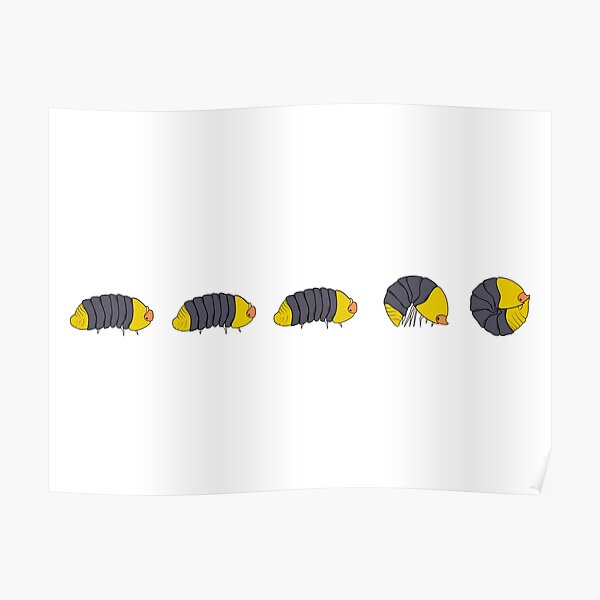 "Rollie Pollie The Rubber Ducky" Poster for Sale by Inspireexotics Redbubble