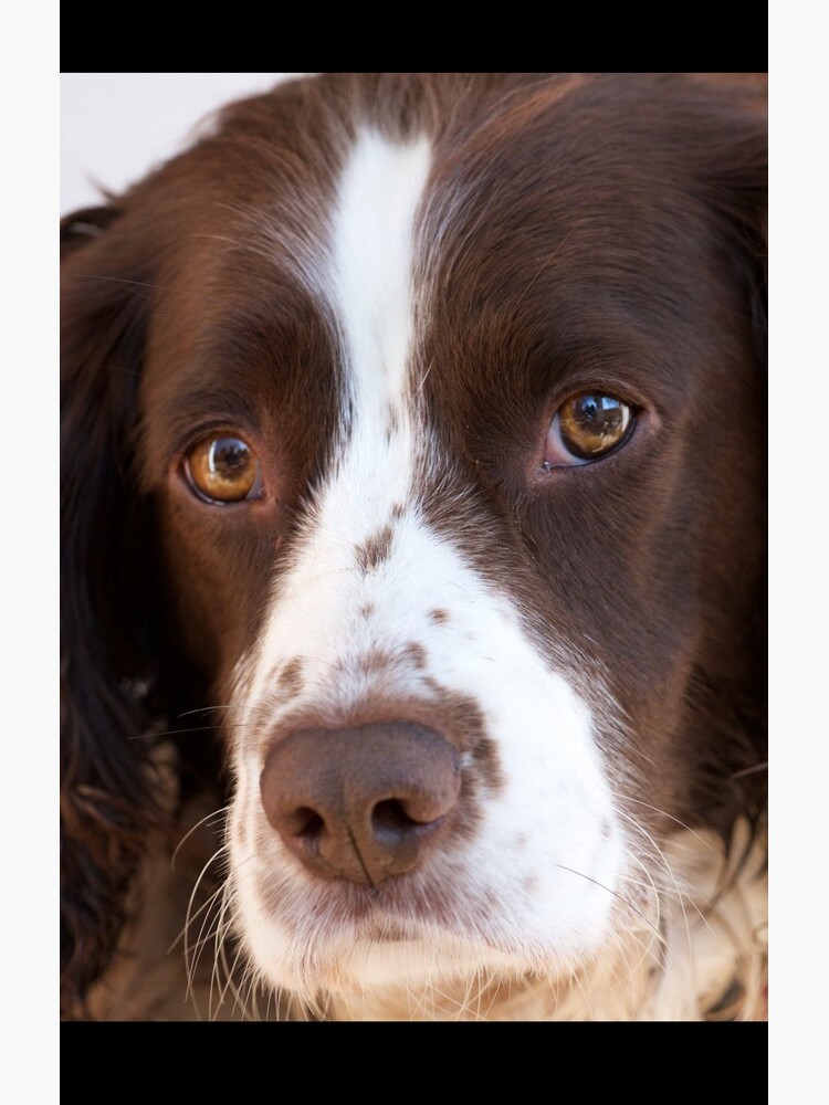 Brown and White Springer Spaniel Portrait by robcole