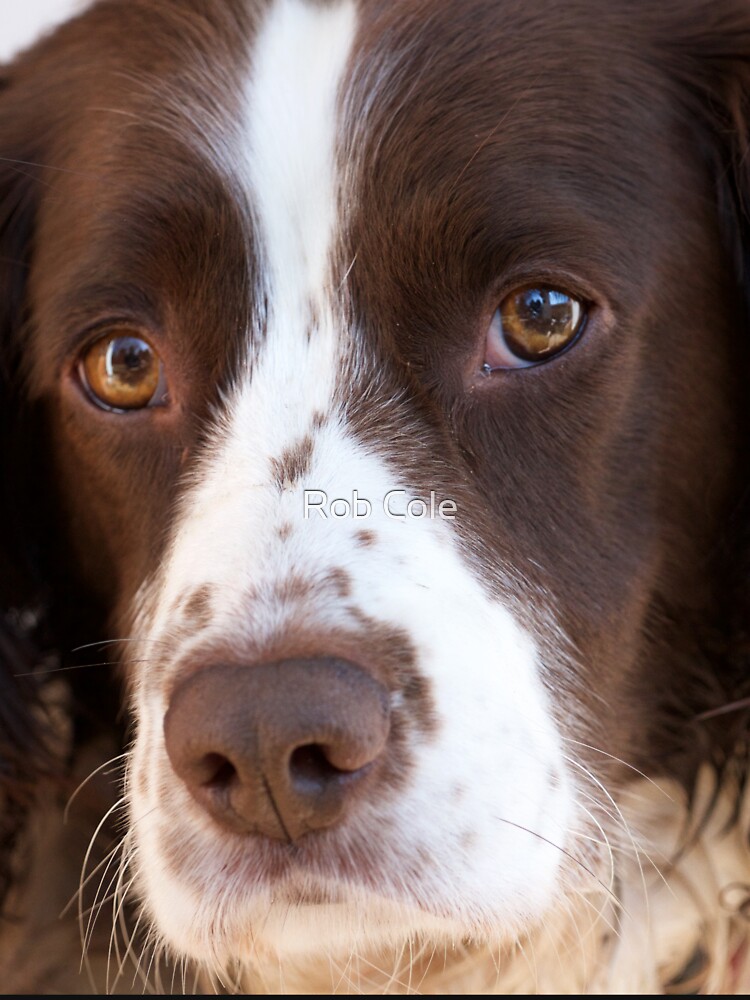 Brown and White Springer Spaniel Portrait by robcole