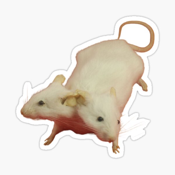 2 Headed Rat Sticker For Sale By F4t4lfr4m3 Redbubble