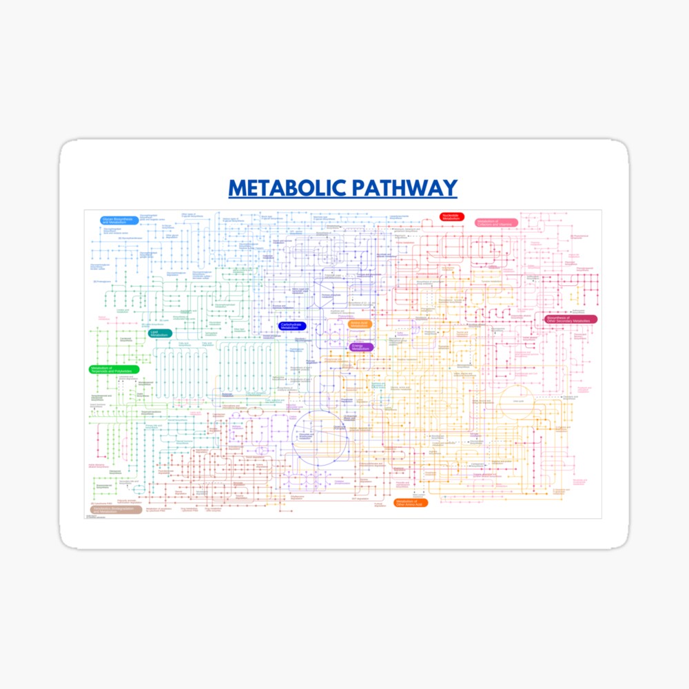 Metabolic pathway map | Poster