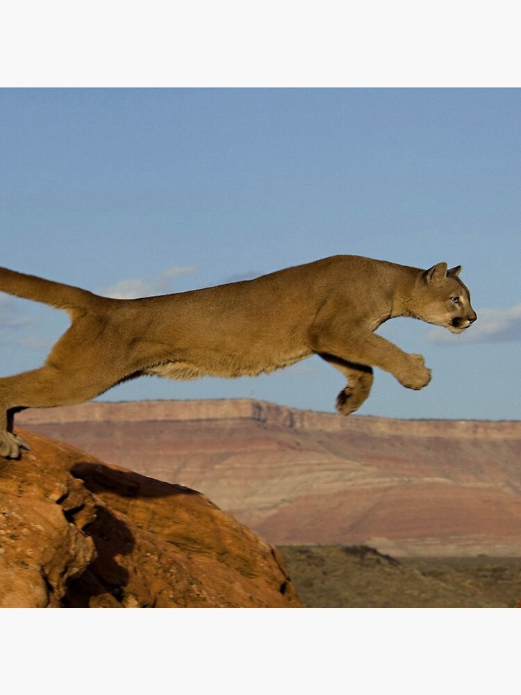 más y más Ten confianza Depresión Bolsa de tela «Puma de León de montaña saltando a través de dos montañas»  de killslammer | Redbubble