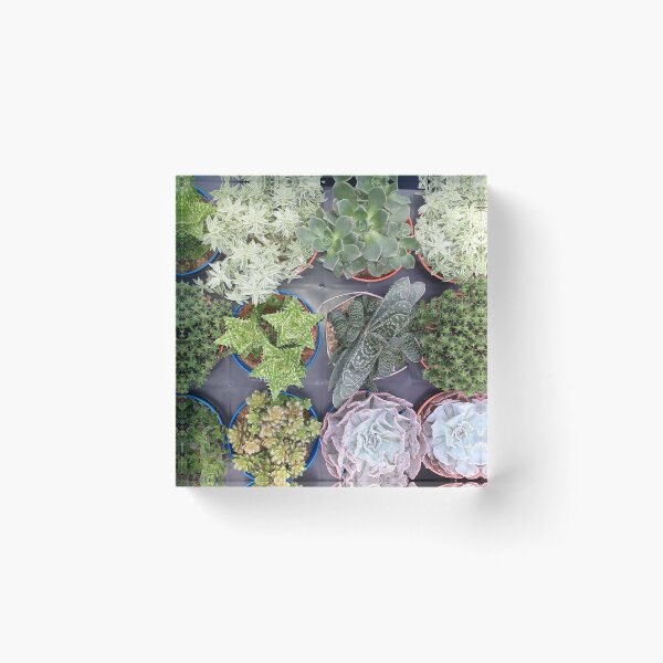 Item preview, Mixed Succulents designed and sold by Floral-Art.