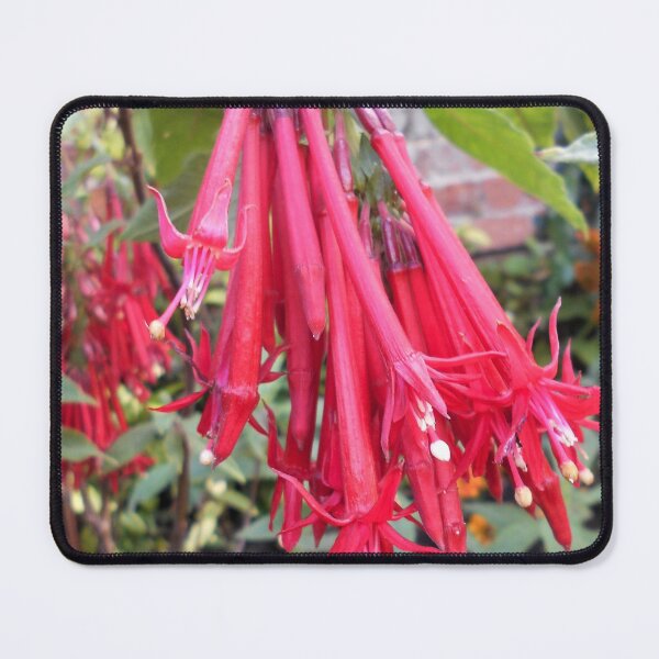 Item preview, Fuchsia boliviana designed and sold by Floral-Art.
