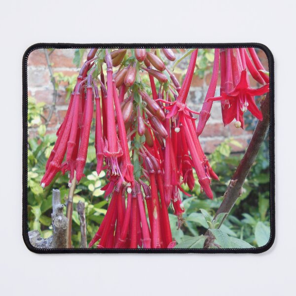 Item preview, Fuchsia boliviana plant designed and sold by Floral-Art.