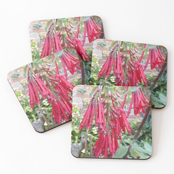 Item preview, Fuchsia boliviana plant designed and sold by Floral-Art.