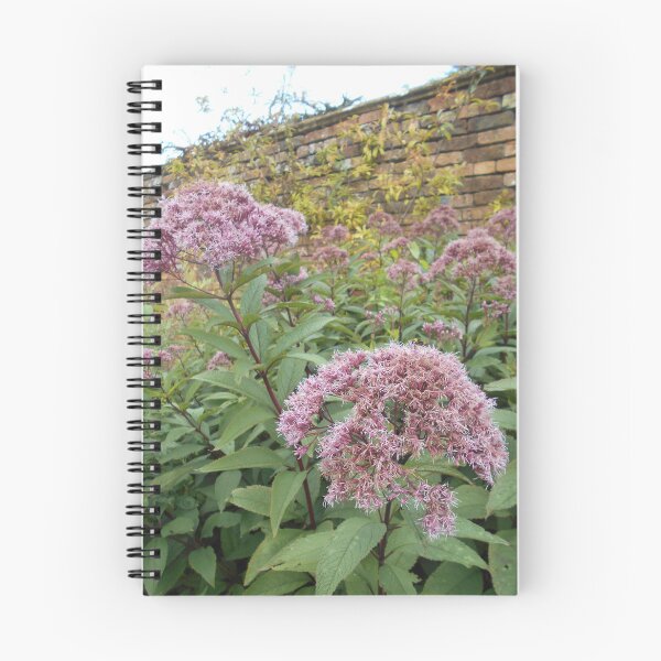 Item preview, Eupatorium Plants designed and sold by Floral-Art.