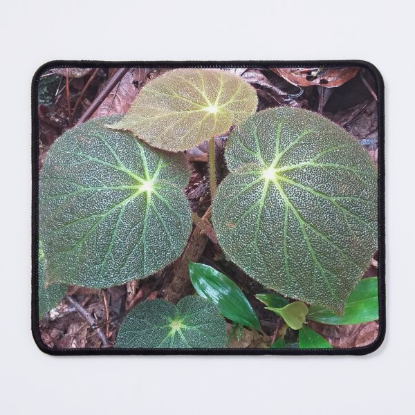 Item preview, Begonia decora designed and sold by Floral-Art.