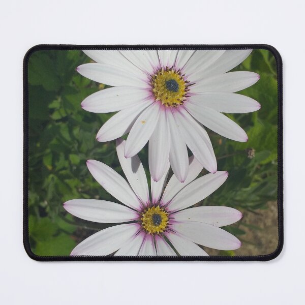 Item preview, Osteospermum Flowers designed and sold by Floral-Art.