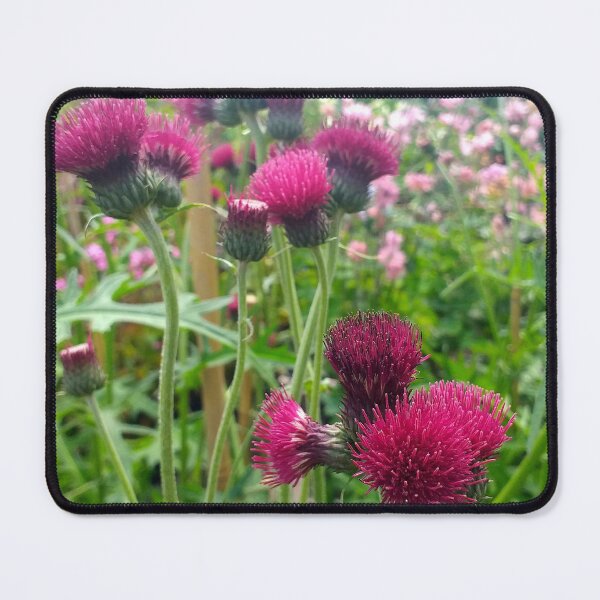 Item preview, Cirsium rivulare var atropurpureum designed and sold by Floral-Art.