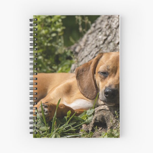Artikelvorschau, Chiweenie entworfen und verkauft von FlyingLilly.
