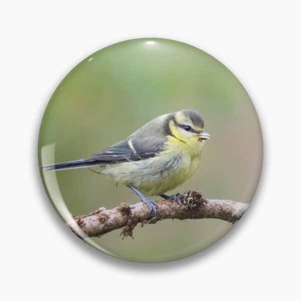 Item preview, Juvenile blue tit designed and sold by GreyFeatherPhot.