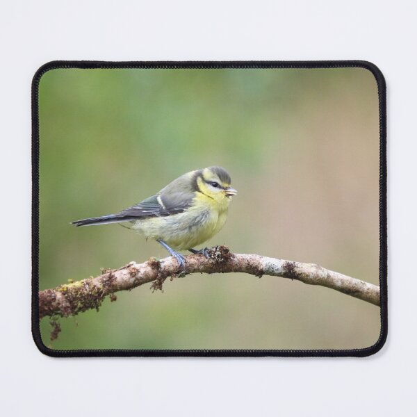 Item preview, Juvenile blue tit designed and sold by GreyFeatherPhot.
