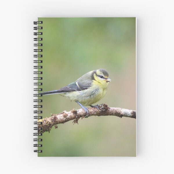 Item preview, Juvenile blue tit designed and sold by GreyFeatherPhot.