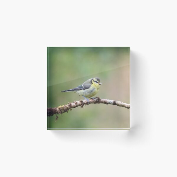 Item preview, Juvenile blue tit designed and sold by GreyFeatherPhot.