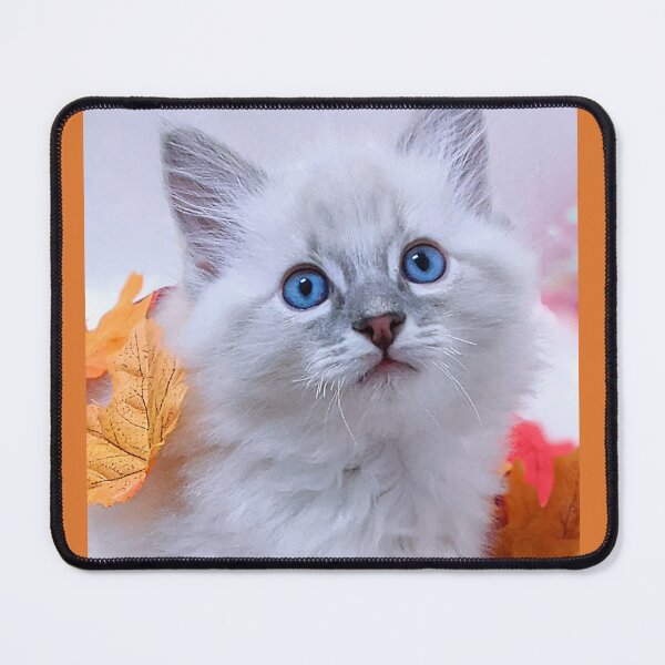 Item preview, Autumn winter lynx ragdoll kitten designed and sold by Fluffycat2020.