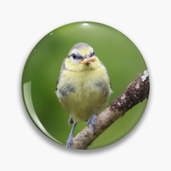 Item preview, The early blue tit catches the worm designed and sold by GreyFeatherPhot.