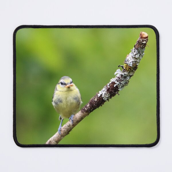 Item preview, The early blue tit catches the worm designed and sold by GreyFeatherPhot.