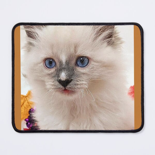 Item preview, Autumn winter ragdoll kitten designed and sold by Fluffycat2020.